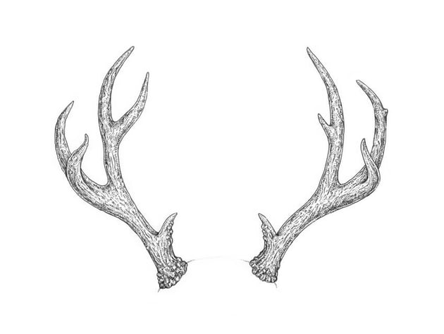 How to draw deer antlers step by step envato tuts