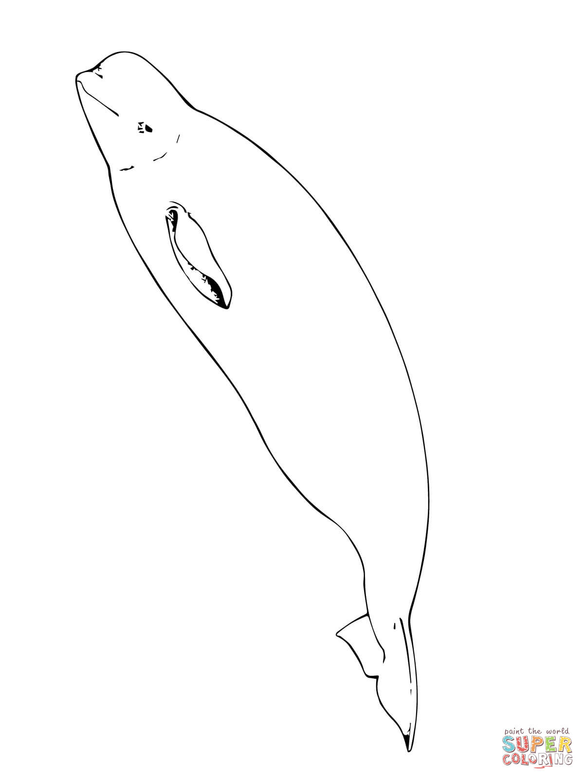 Beluga whale coloring page free printable coloring pages