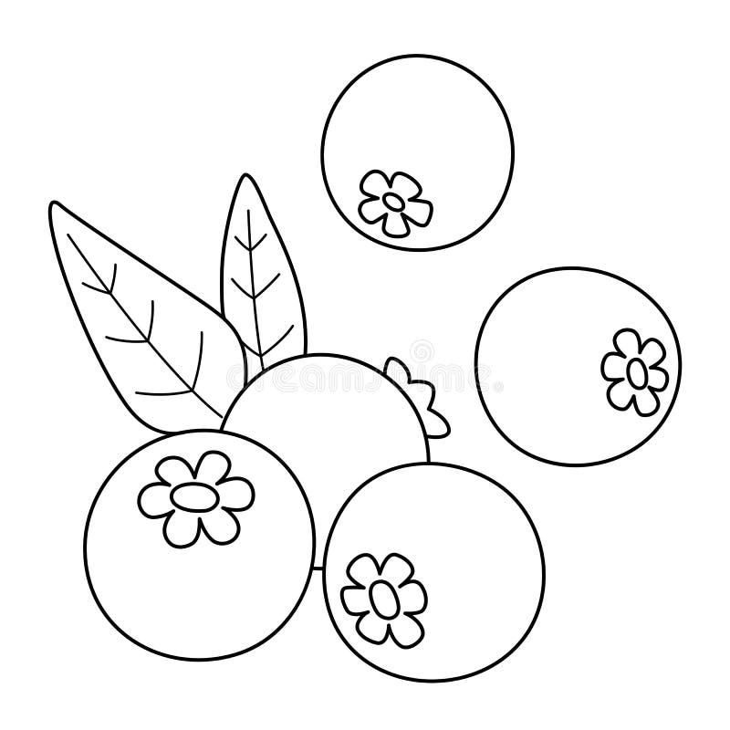 Blueberry fruit isolated coloring page for kids stock vector