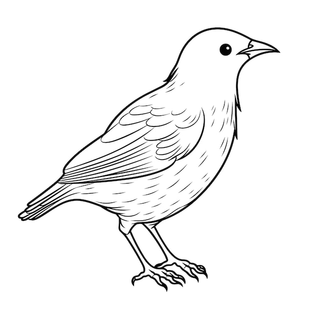 Premium vector blackbird coloring pages vector animals