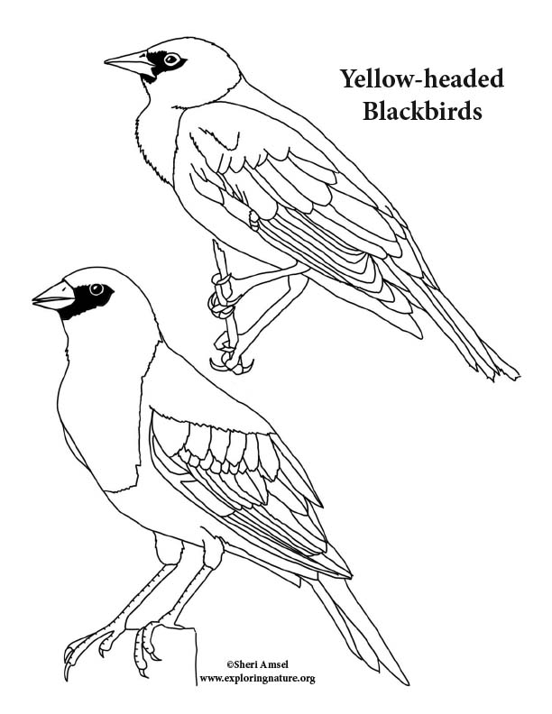 Blackbird yellow