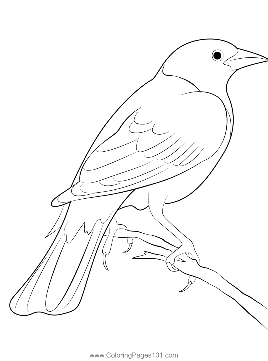 Blackbird in the back area coloring page for kids