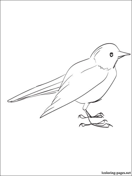 Blackbird coloring page for free black bird coloring pages color