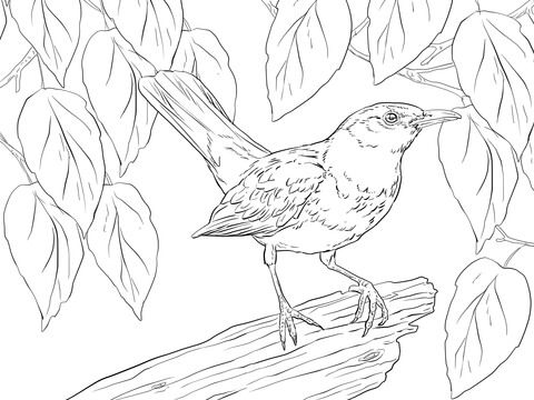 Blackbird male coloring page black bird coloring pages bird drawings