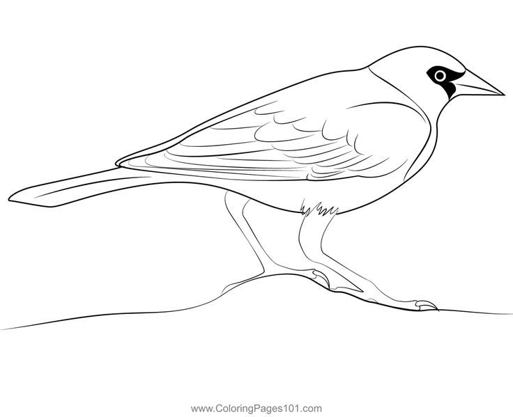 Adult yellow headed blackbird coloring page black bird coloring pages bird drawings
