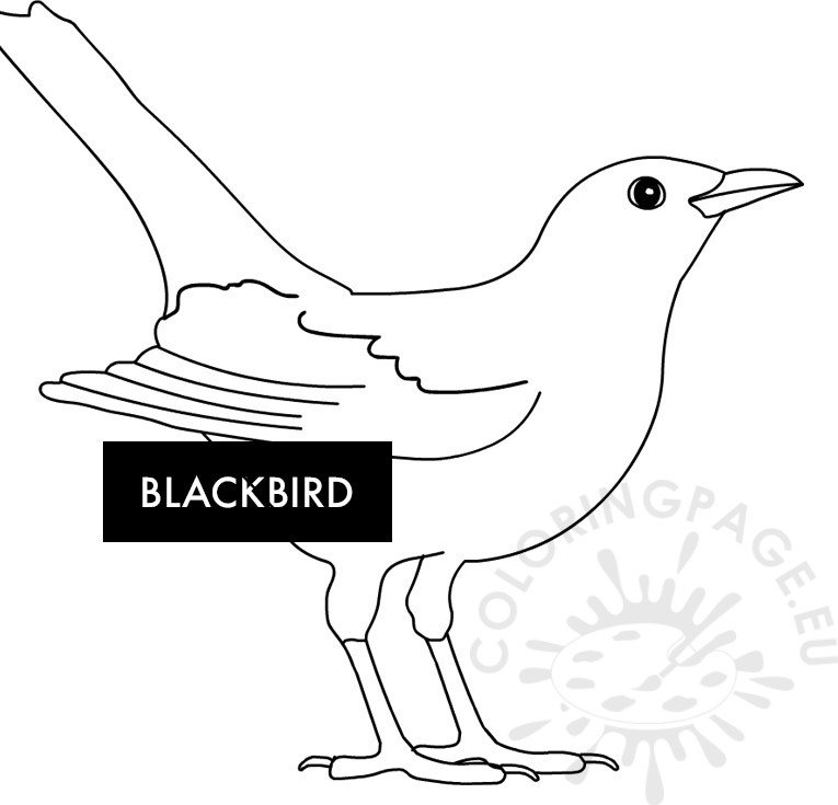 Blackbird coloring page coloring page