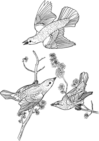 Red winged blackbirds coloring page free printable coloring pages