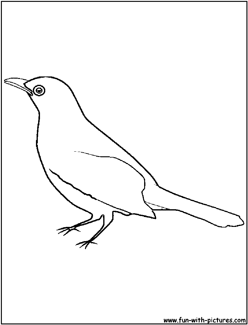 Blackbird coloring page