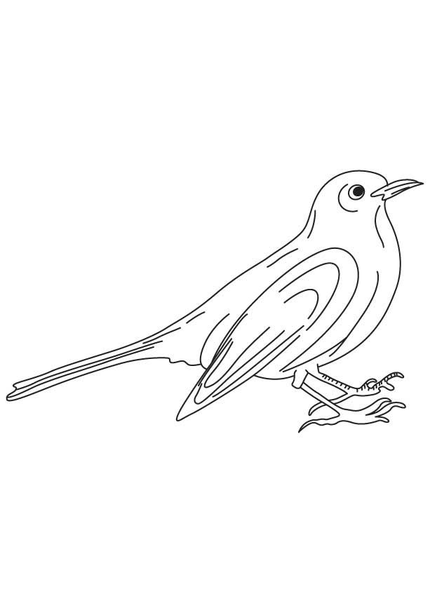 Eurasian blackbird coloring page black bird coloring pages coloring pages for kids