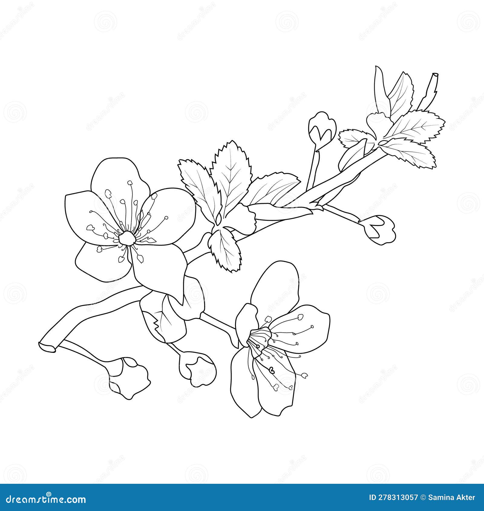 Sakura flower drawing vector sketch hand drew illustration artistic simplicity coloring page isolated on white background stock vector
