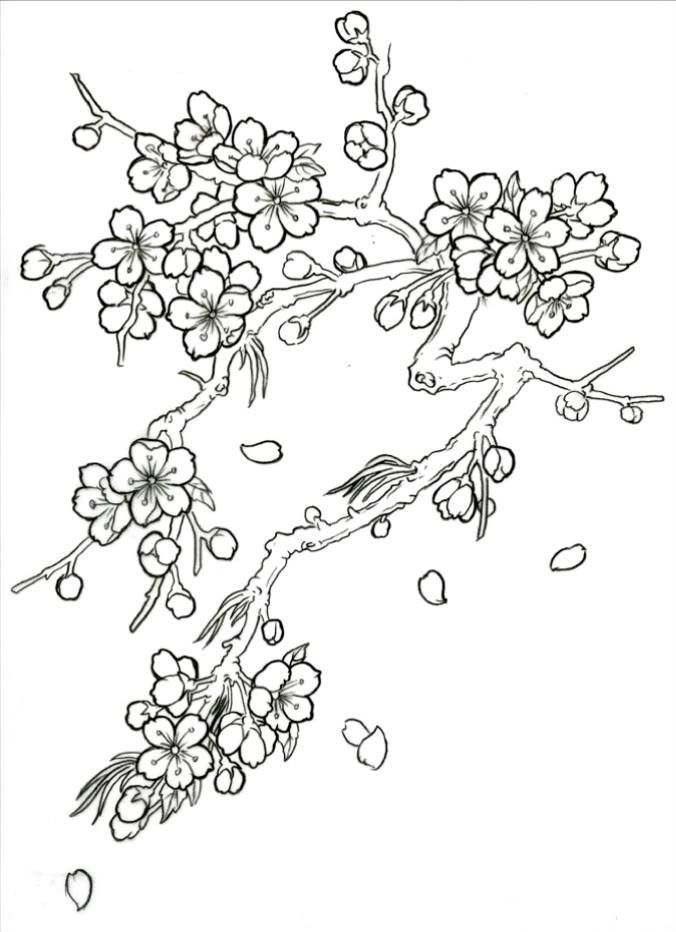 Japanese cherry blossom tree drawing sketch coloring page flower drawing cherry blossom drawing tree drawing