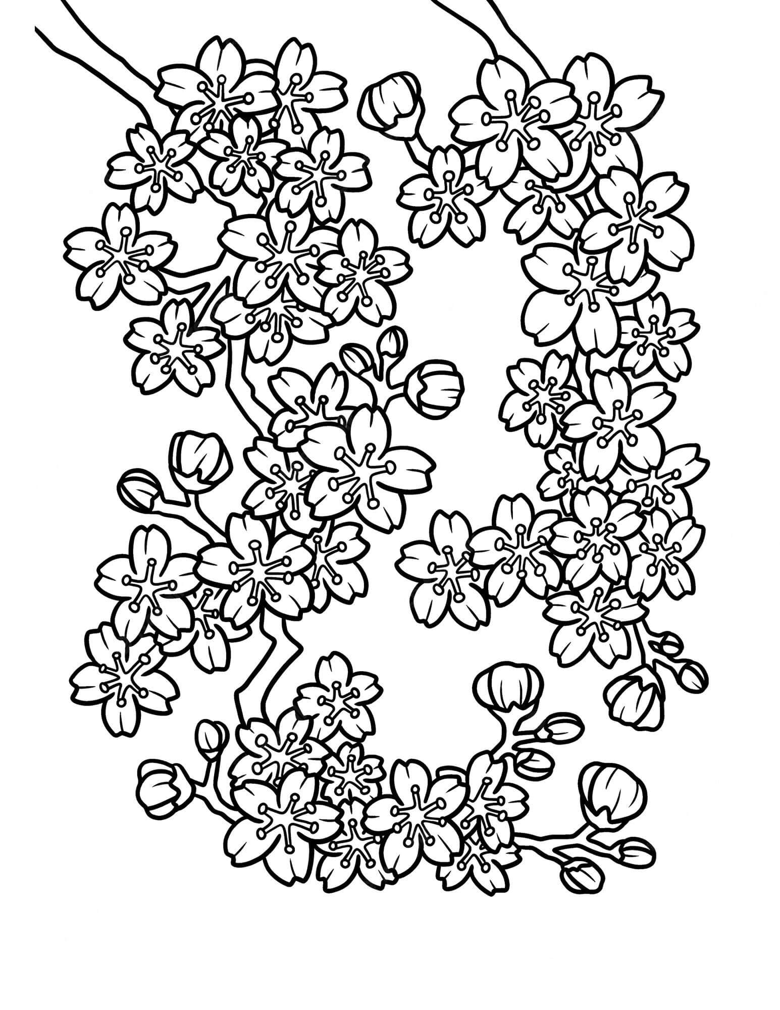 Cherry blossom coloring pages