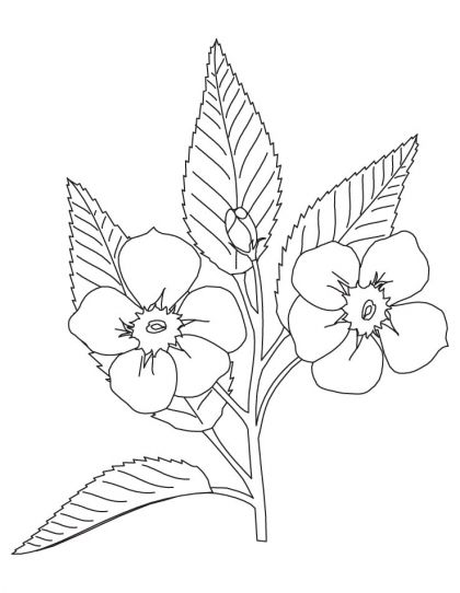 Apple blossom coloring page download free apple blossom coloring page for kids flower coloring pages coloring pages poppy coloring page