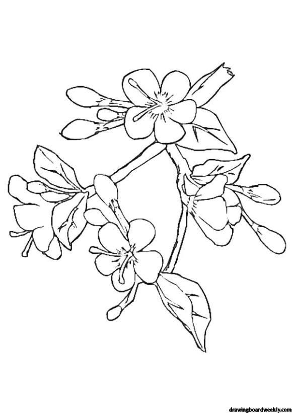 Cherry blossom coloring page flower coloring pages coloring pages cherry blossom drawing