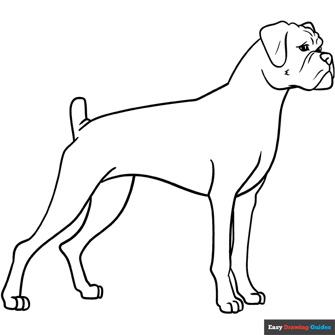 Boxer dog coloring page easy drawing guides
