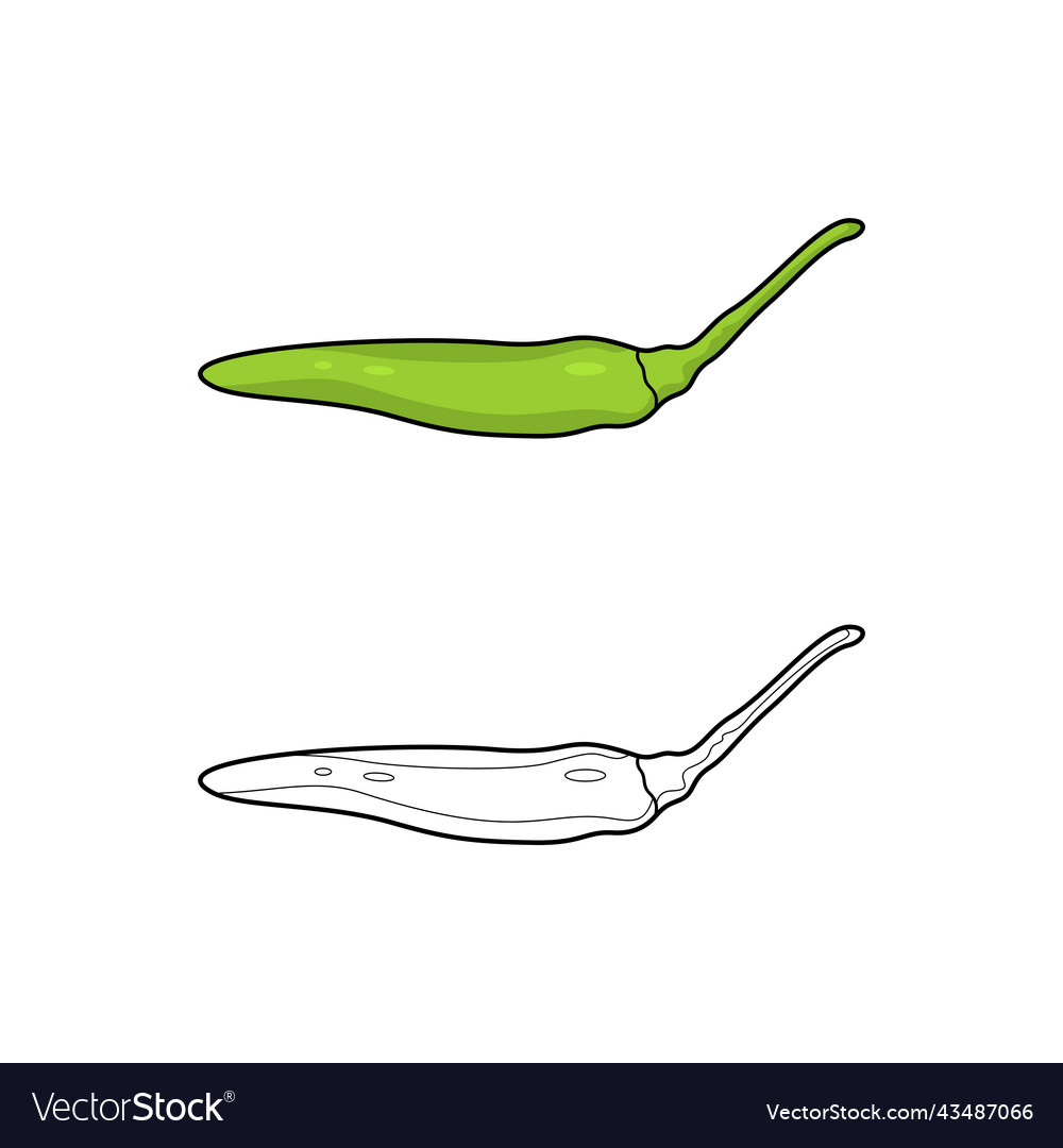 Light green chili pepper coloring page royalty free vector
