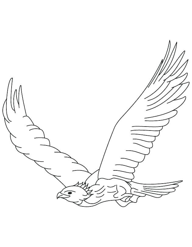 Falcon coloring pages