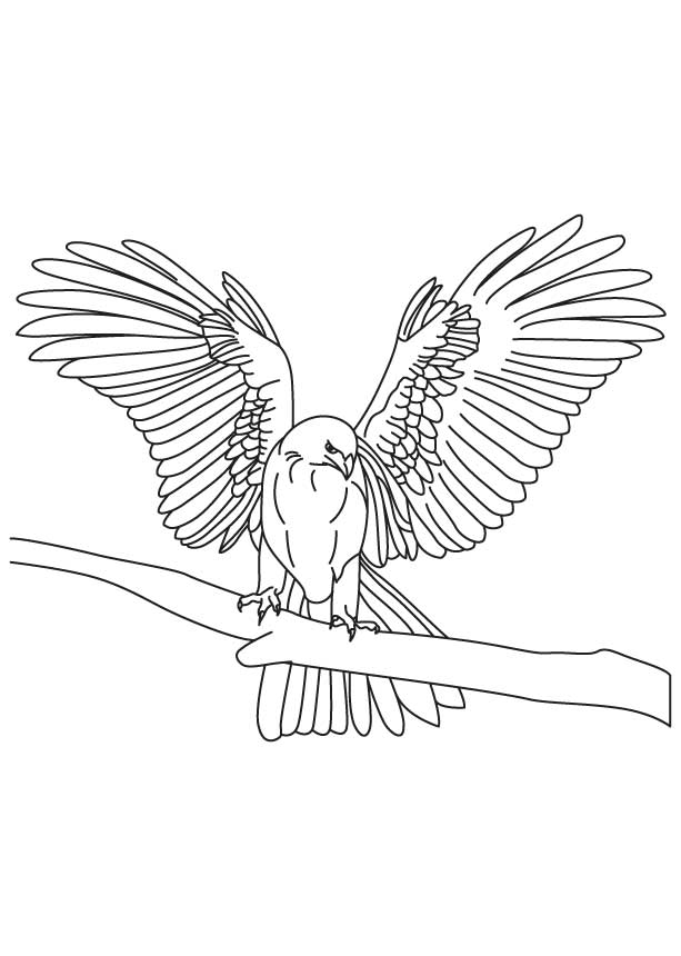 Thin tapered wings falcon coloring page download free thin tapered wings falcon coloring page for kids best coloring pages