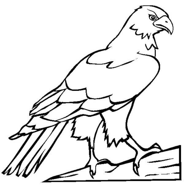 Falcon bird picture coloring pages