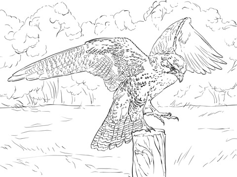 Prairie falcon coloring page free printable coloring pages