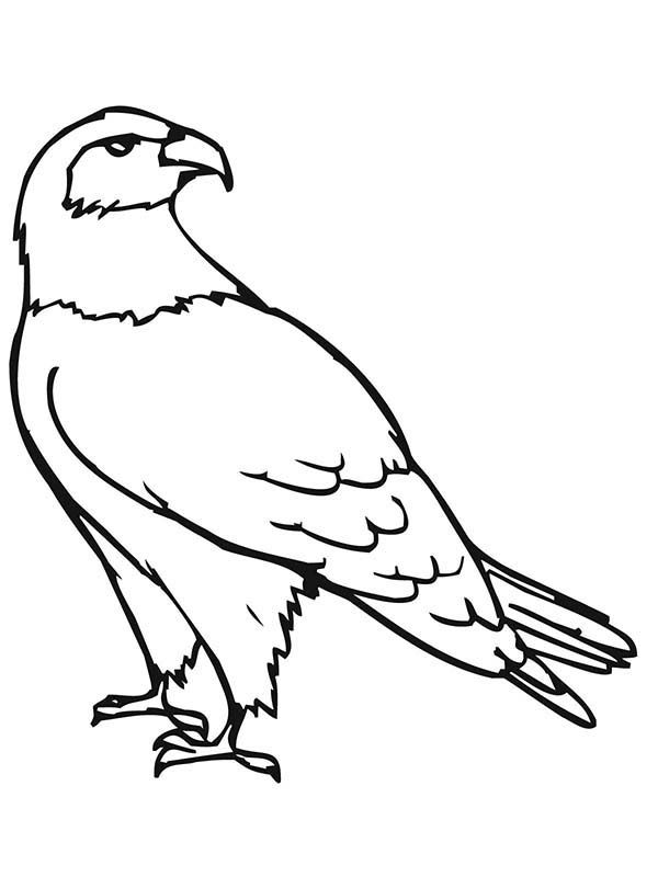 How to draw falcon bird colorg pages falcon drawg bird colorg pages colorg pages