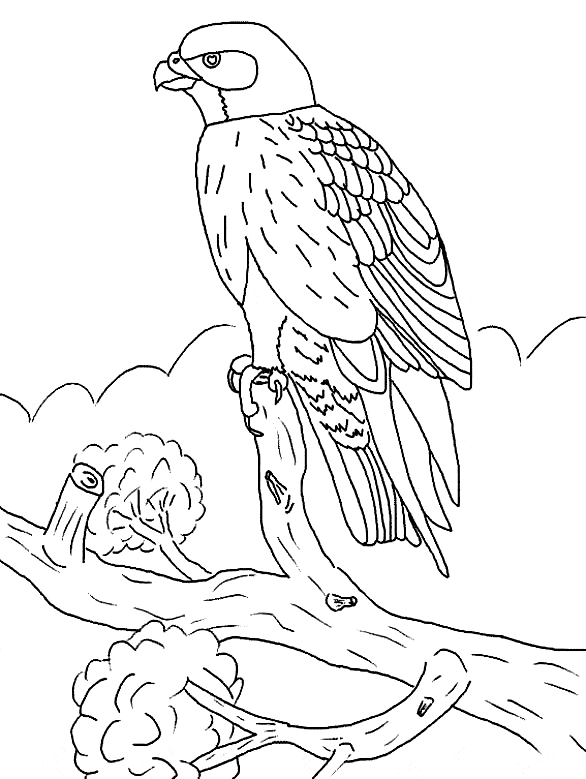 Falcon coloring page