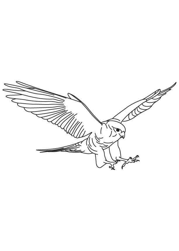 Brown falcon in flight coloring page download free brown falcon in flight coloring page for kids best coloring pages