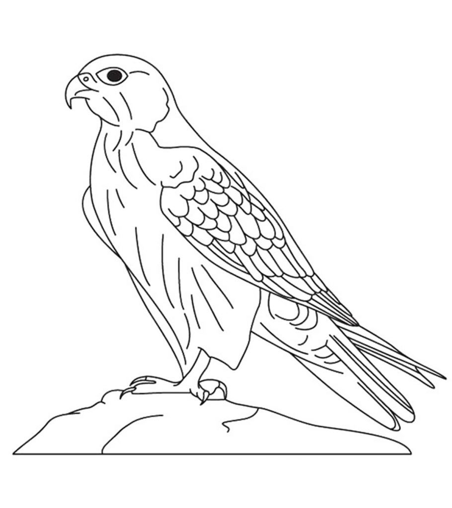 Printable falcon coloring pages for toddlers
