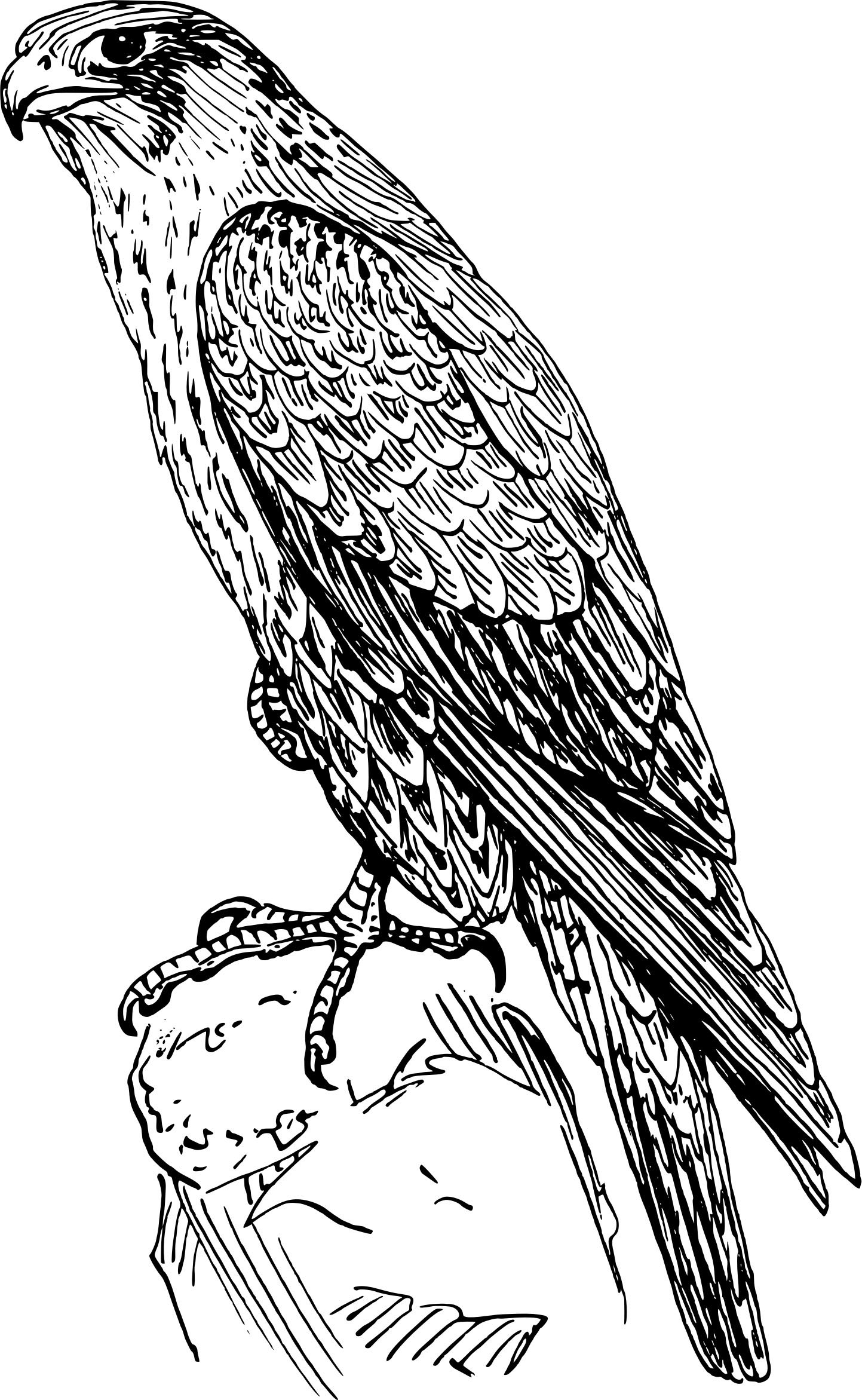 Falcon coloring pages