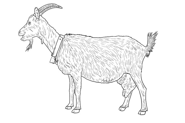 How to draw a goat
