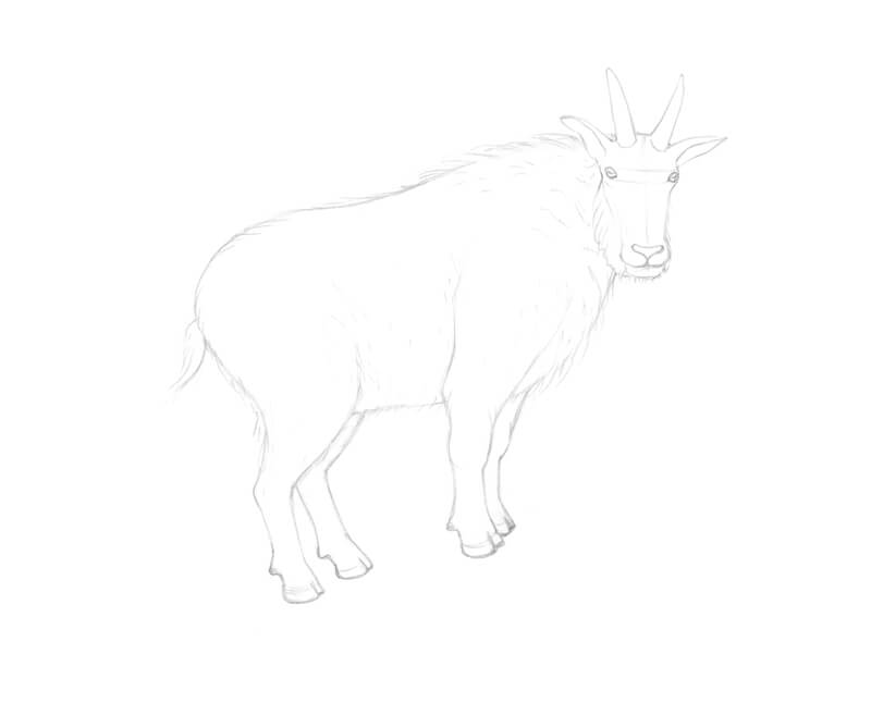 How to draw a goat with pen and ink