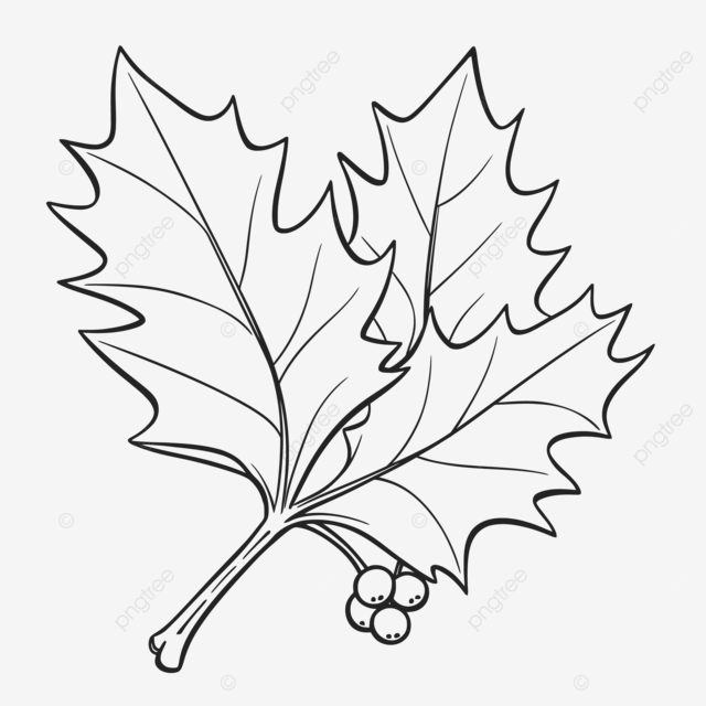 Coloring leaf of an holly leaf at free printable coloring sheet with images outline sketch drawing vector holly leaves drawing holly leaves outline holly leaves sketch png and vector with transparent background