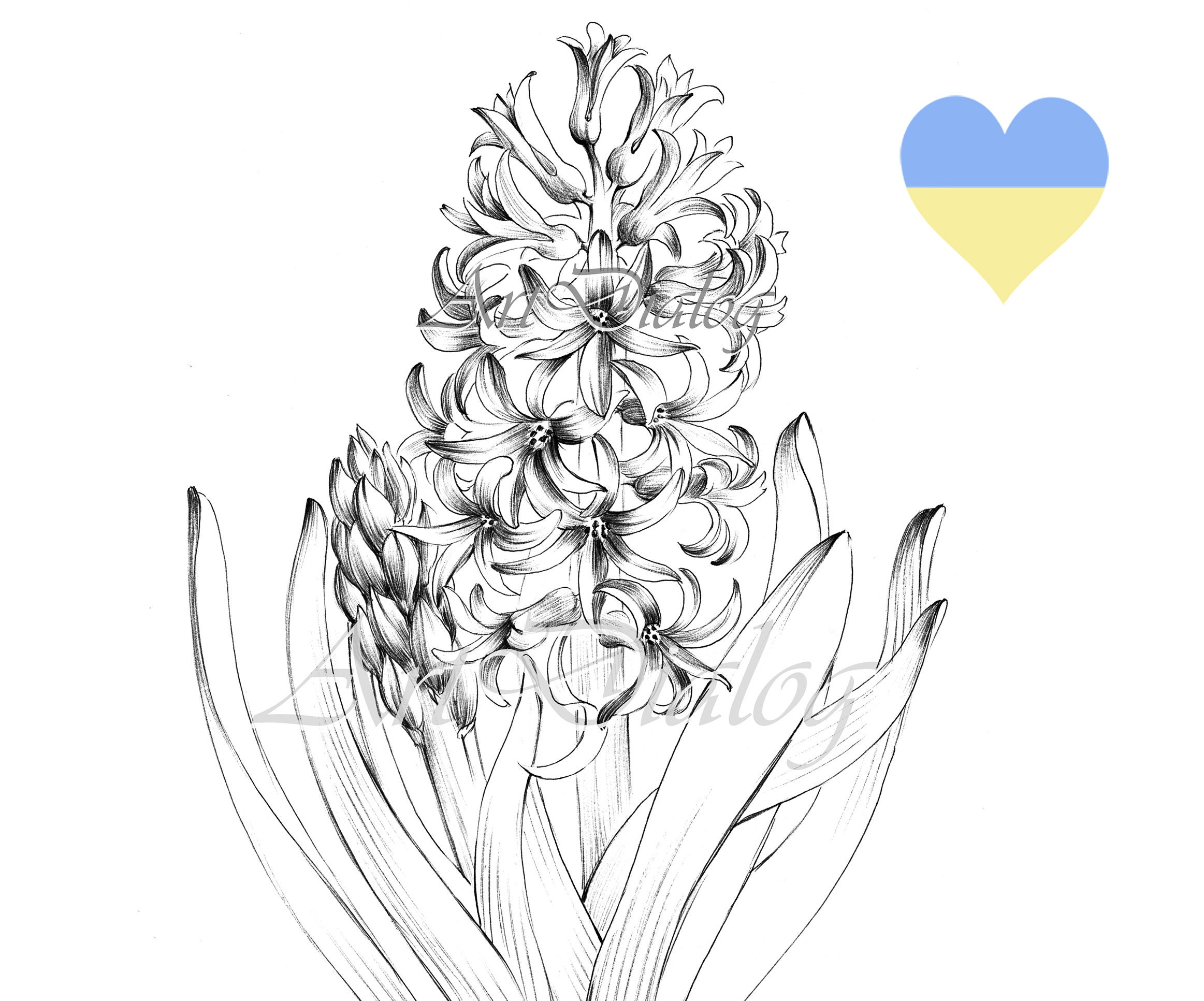 Hyacinth drawimg large print hygge spring flower jpeg clipart coloring page line drawing botanical prints a print black white