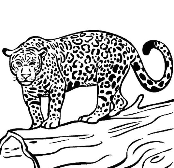 Coloring pages jaguar coloring drawing insider printable
