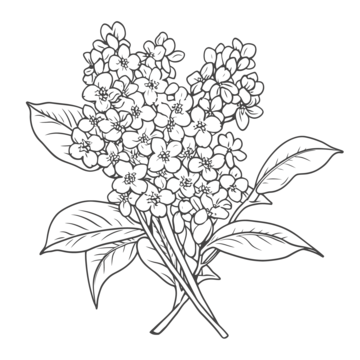 Lilac sketch png vector psd and clipart with transparent background for free download