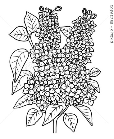 Lilac flower coloring page for adults