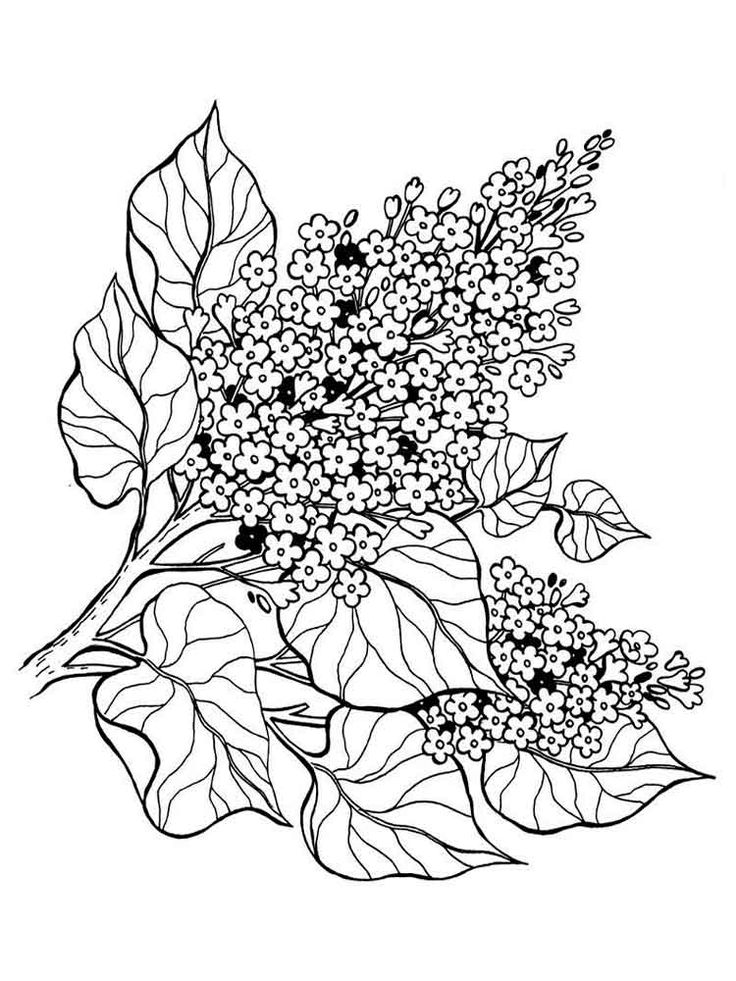 Coloring pages download and print coloring pages for boys and girls flower coloring pages printable flower coloring pages coloring pages