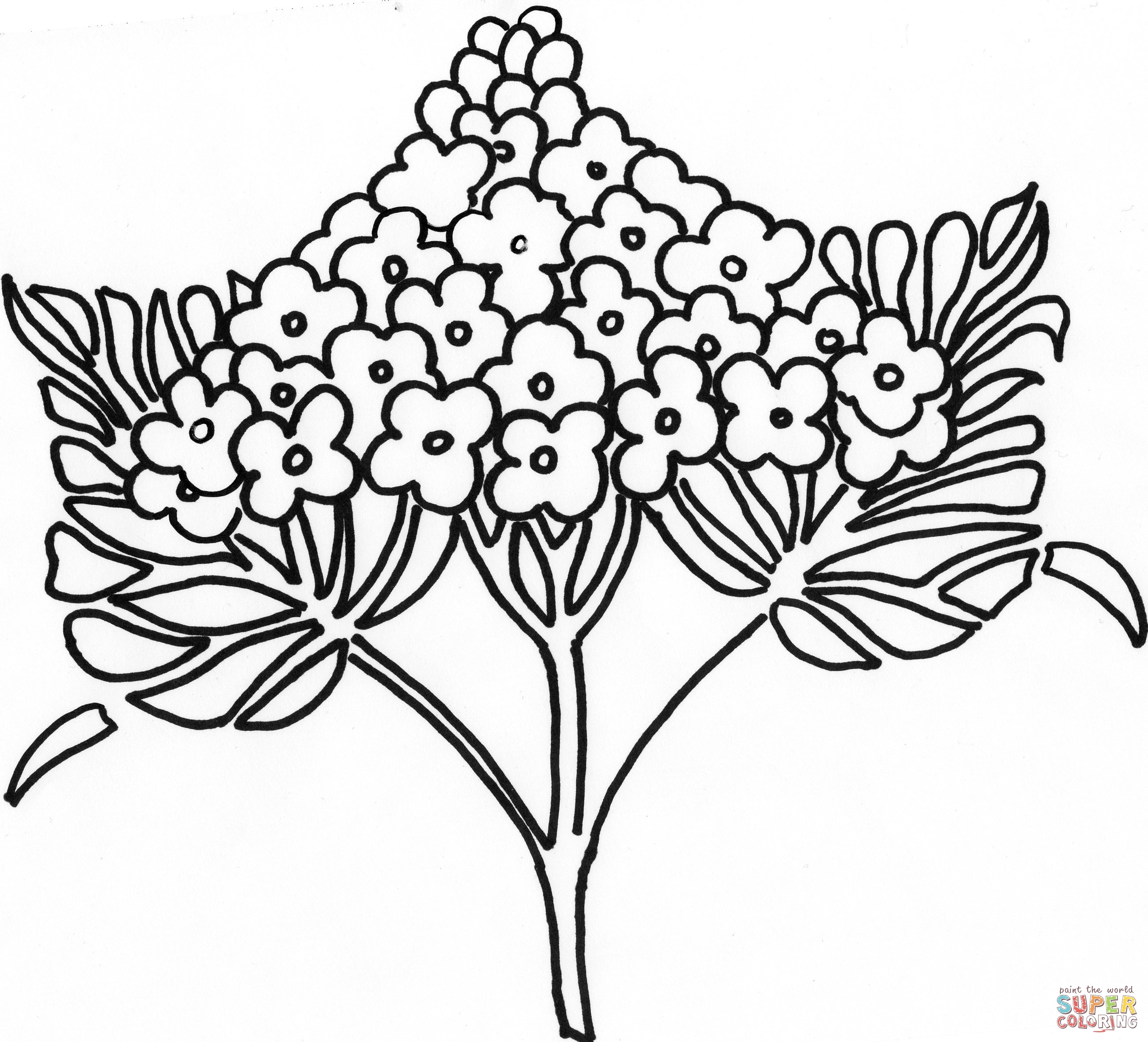 Syringa lilac flower coloring page free printable coloring pages