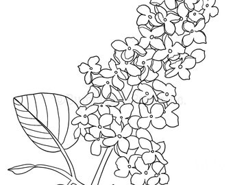 Lilac syringa flower coloring pagewall art