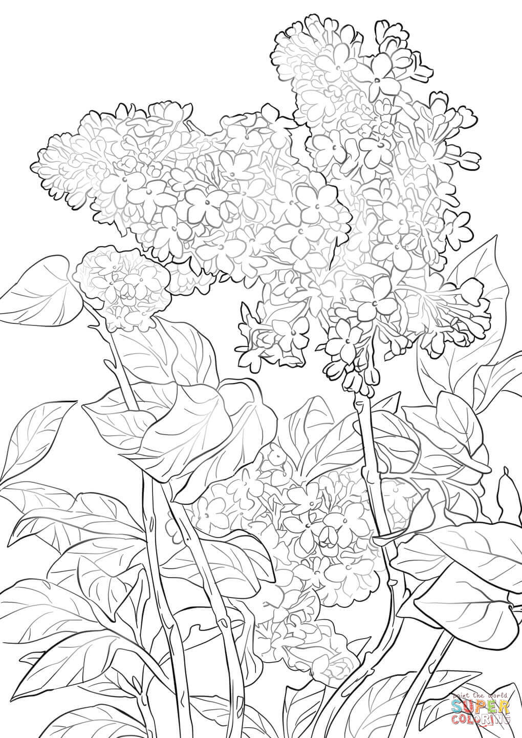 Purple lilac coloring page free printable coloring pages