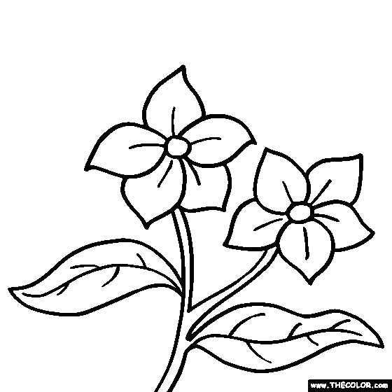 Lilac flower coloring page syringa