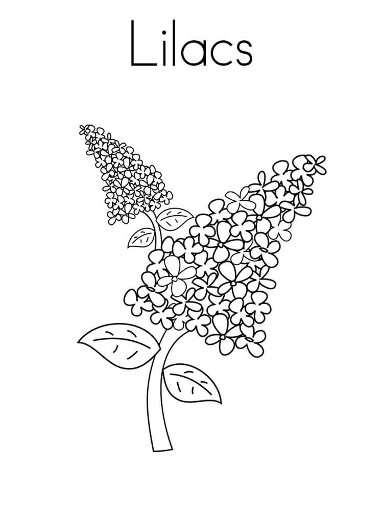 Lilac coloring pages