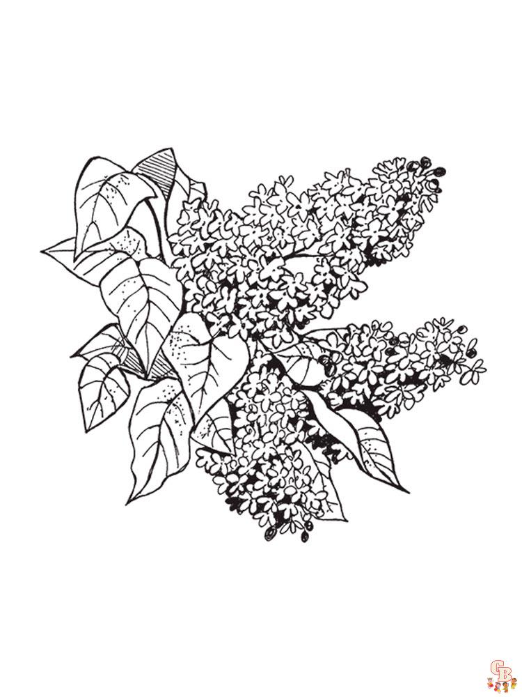 Enjoy the beauty of lilac with free printable lilac coloring pages