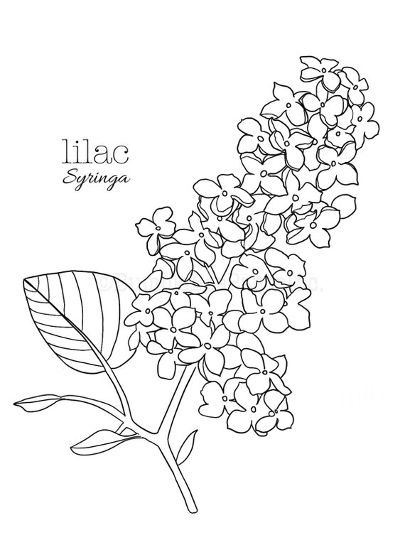 Lilac syringa flower coloring pagewall art