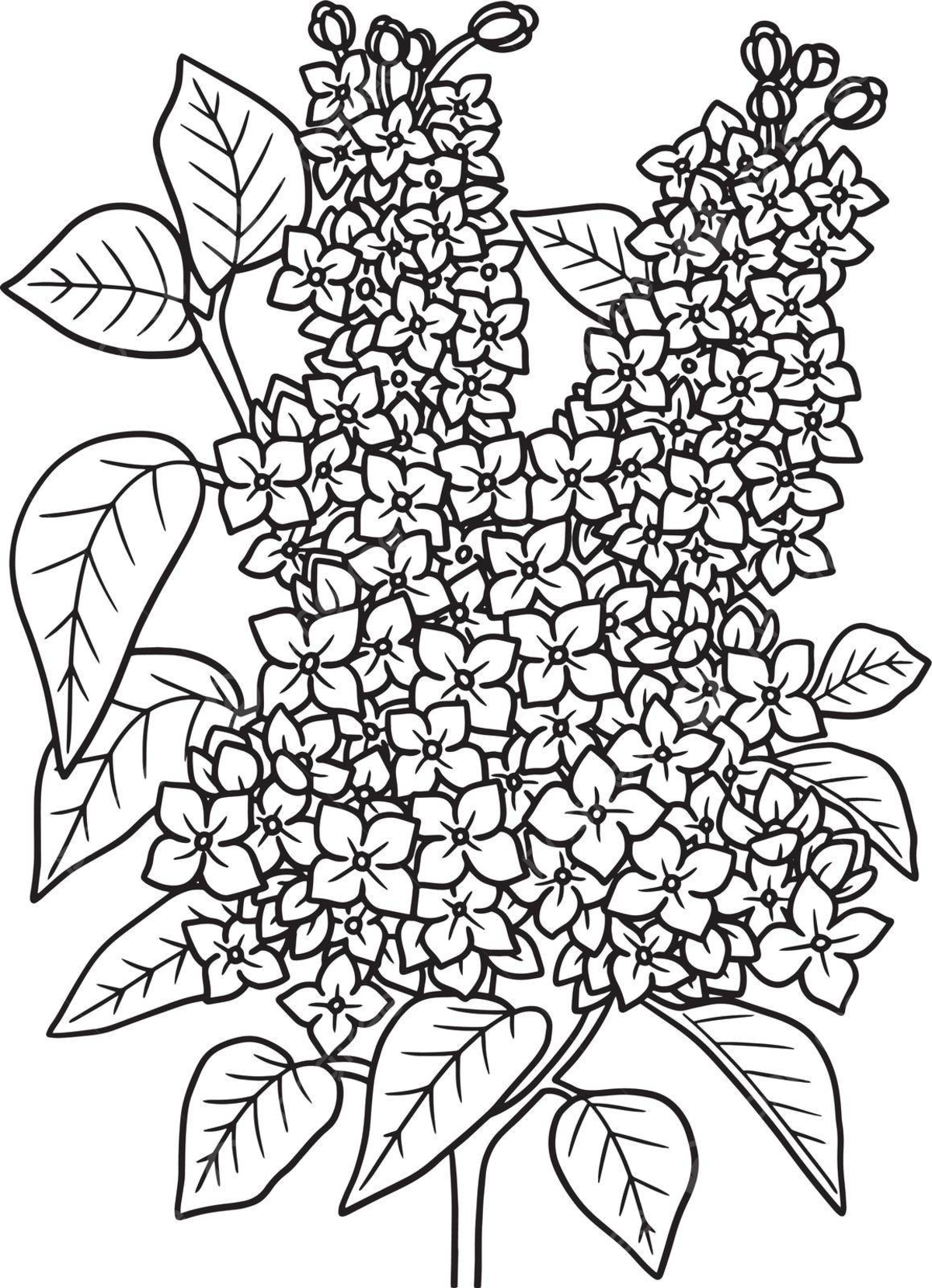 Lilac flower coloring page for adults vector outline colour vector flower drawing ring drawing color drawing png and vector with transparent background for free download
