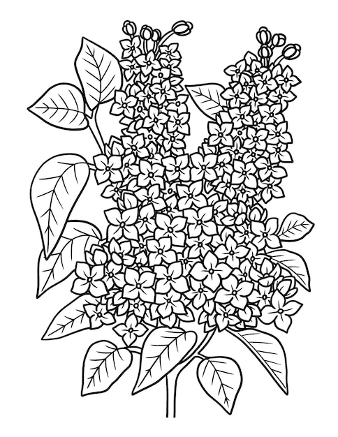 Premium vector lilac flower coloring page for adults