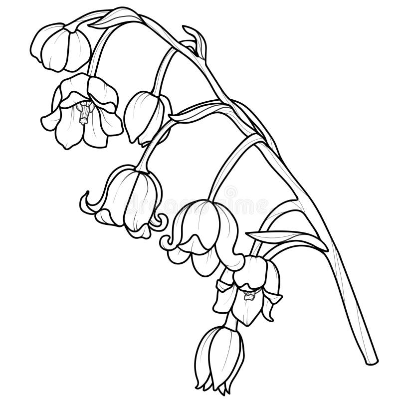 Simple lily outline stock illustrations â simple lily outline stock illustrations vectors clipart