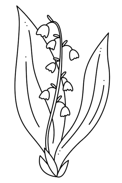 Premium vector lily of the valley doodle hand drawn outline vector illustration