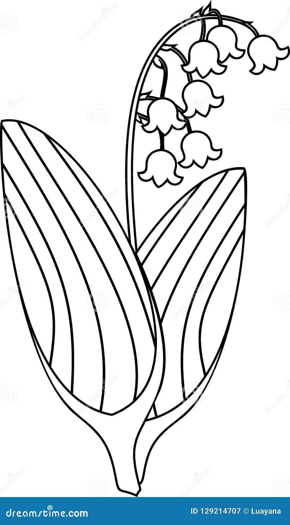 Coloring page lily of the valley plant stock vector