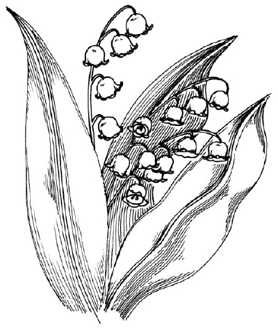 How to draw a lily of the valley